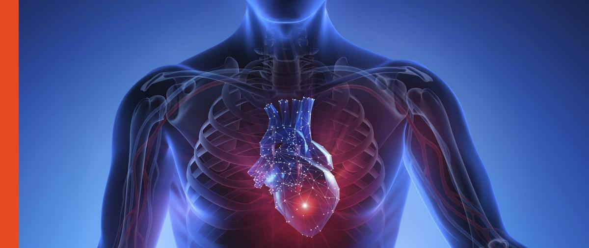 Digital bildning av hjärta i bröstkorgen